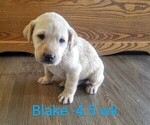 Puppy 3 Labrador Retriever