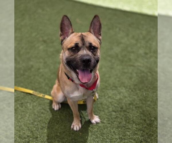 Medium Photo #2 German Shepherd Dog-Unknown Mix Puppy For Sale in Las Vegas, NV, USA