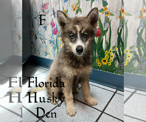 Siberian Husky Puppy for sale in NEW PORT RICHEY, FL, USA