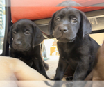 Small Photo #5 Labrador Retriever Puppy For Sale in TRACY, CA, USA