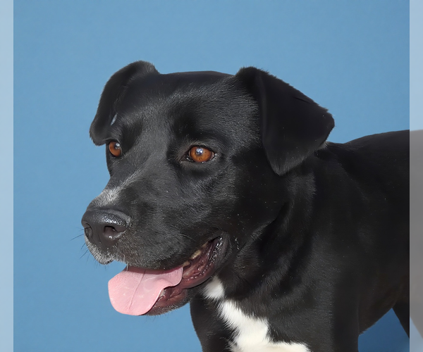 Medium Photo #1 Labrador Retriever-Unknown Mix Puppy For Sale in Pasadena, CA, USA