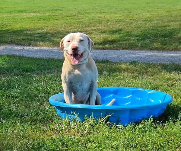 Medium Photo #8 Mutt Puppy For Sale in Unionville, PA, USA