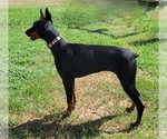 Small Photo #2 Doberman Pinscher Puppy For Sale in TIMPSON, TX, USA