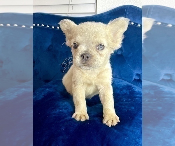 Medium Photo #23 French Bulldog Puppy For Sale in MILWAUKEE, WI, USA
