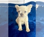 Small Photo #23 French Bulldog Puppy For Sale in MILWAUKEE, WI, USA