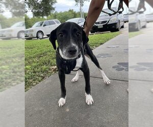 Labrador Retriever Dogs for adoption in Rosenberg, TX, USA