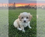 Puppy Daisy Cavapoo