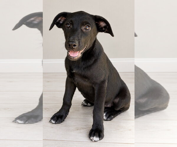 Medium Photo #4 Shepradors Puppy For Sale in Southbury, CT, USA
