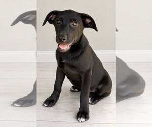 Treat Boo ~ meet me! - Female Shepradors Dog for Adoption - Photo #4