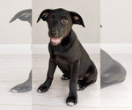 Small Photo #4 Shepradors Puppy For Sale in Southbury, CT, USA