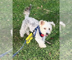 Mutt Dogs for adoption in San Diego, CA, USA