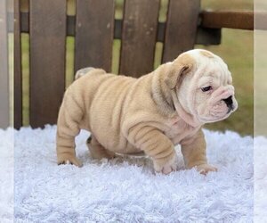 Bulldog Puppy for sale in JACKSON, MS, USA