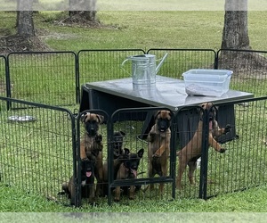 Belgian Malinois Puppy for Sale in NAPLES, Florida USA