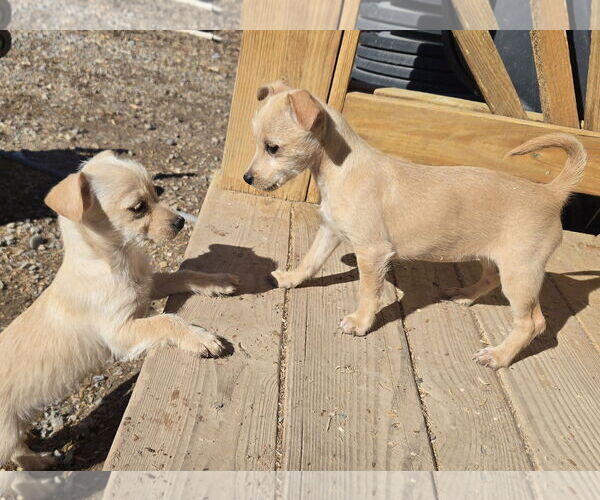 Medium Photo #4 Chihuahua-Norfolk Terrier Mix Puppy For Sale in Peralta, NM, USA
