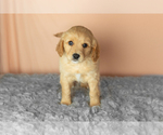 Puppy Brooks Golden Cavadoodle