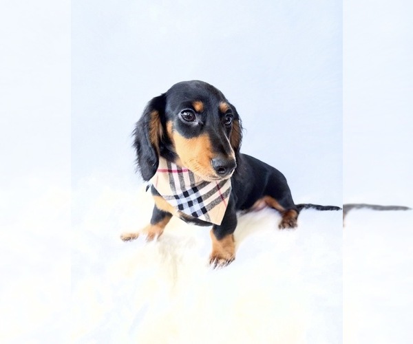 Medium Photo #8 Dachshund Puppy For Sale in DAVIS, CA, USA