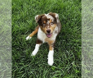 Australian Shepherd Puppy for sale in RICHMOND, KY, USA