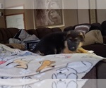Puppy Apollo German Shepherd Dog