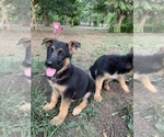 Small Photo #21 German Shepherd Dog Puppy For Sale in EAGLE CREEK, OR, USA