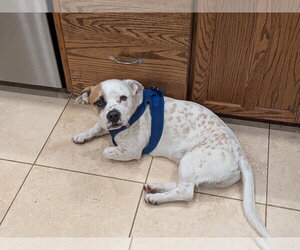 Coy #2 - Male Mutt Dog for Adoption - Photo #4