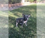 Small Photo #5 French Bulldog Puppy For Sale in CITY INDUSTRY, CA, USA