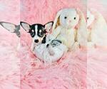 Small #12 Chihuahua