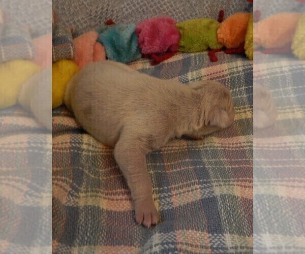 Medium Photo #73 Great Dane Puppy For Sale in SPRAGGS, PA, USA