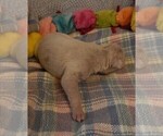Small Photo #73 Great Dane Puppy For Sale in SPRAGGS, PA, USA
