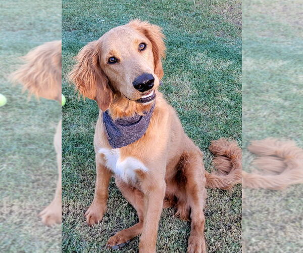 Medium Photo #6 Goldendoodle Puppy For Sale in Glendale , AZ, USA