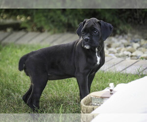 Boxer Puppy for sale in SHIPSHEWANA, IN, USA