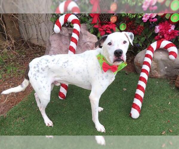 Medium Photo #1 American Bulldog-Unknown Mix Puppy For Sale in Oklahoma City, OK, USA
