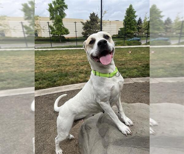 Medium Photo #2 Mutt Puppy For Sale in Elk Grove, CA, USA