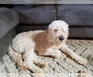 Father of the Double Doodle puppies born on 12/08/2019