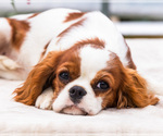 Puppy Ellie Cavalier King Charles Spaniel