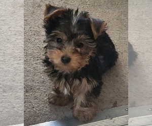 Yorkshire Terrier Puppy for sale in PLACITAS, NM, USA