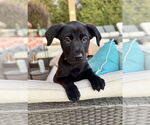 Small #1 Labrador Retriever Mix