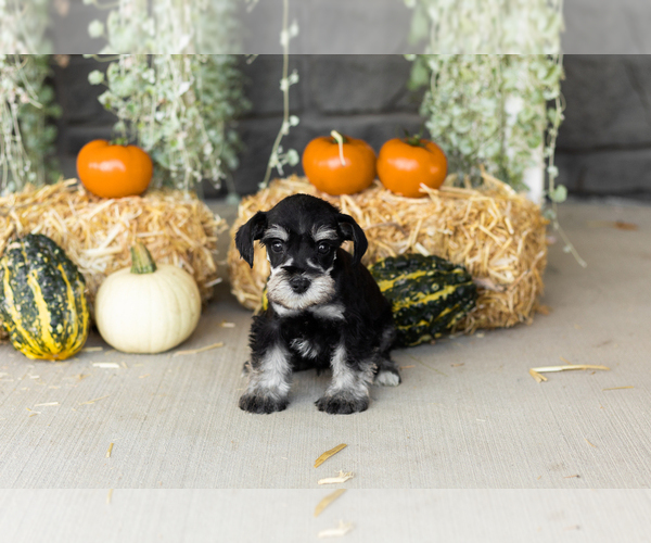 Medium Photo #19 Schnauzer (Miniature) Puppy For Sale in MILLERSBURG, IN, USA