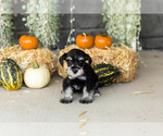 Small #2 Schnauzer (Miniature)