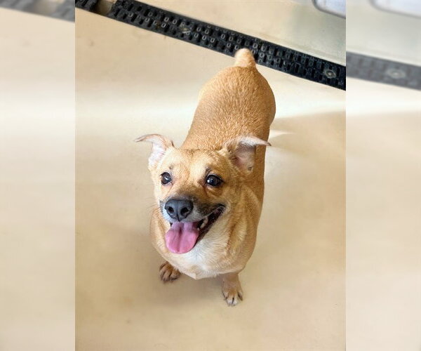 Medium Photo #1 Chihuahua-Unknown Mix Puppy For Sale in Riverside, CA, USA