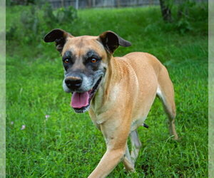 Chloe Sunshine - Female Great Dane-Unknown Mix Dog for Adoption - Photo #5
