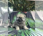 Small #4 Keeshond