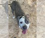 Small #2 American Staffordshire Terrier