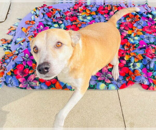 Medium Photo #2 Labrador Retriever-Unknown Mix Puppy For Sale in Newport Beach, CA, USA