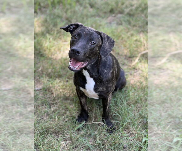 Medium Photo #1 American Pit Bull Terrier-Unknown Mix Puppy For Sale in FRAMINGHAM, MA, USA