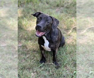 American Pit Bull Terrier-Unknown Mix Dogs for adoption in FRAMINGHAM, MA, USA