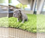 Small Photo #57 French Bulldog Puppy For Sale in BATON ROUGE, LA, USA