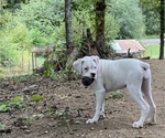 Puppy Dulce Boxer