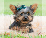 Small Photo #7 Yorkshire Terrier Puppy For Sale in WARSAW, IN, USA