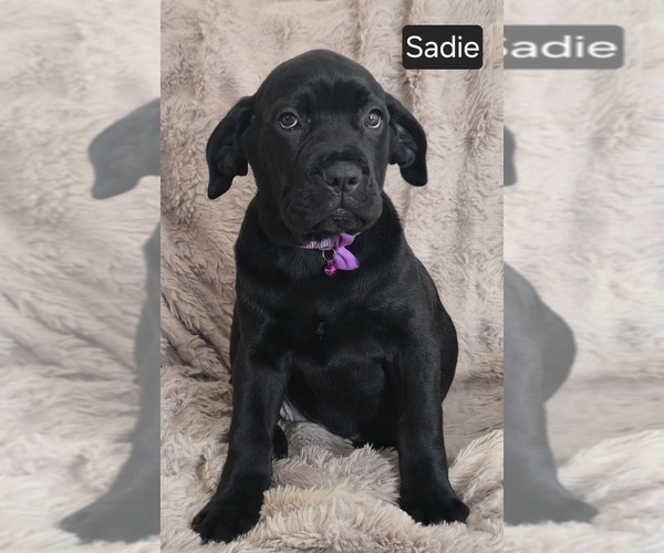 Medium Photo #8 Cane Corso Puppy For Sale in MINERAL WELLS, WV, USA