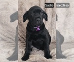 Small #7 Cane Corso